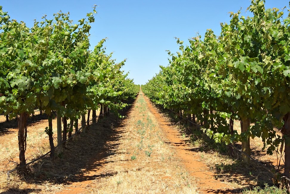 long row of grape vines reaching to the horizon, part of angoves winery at renmark, south australia